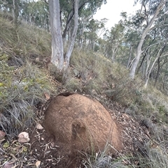 Nasutitermes exitiosus (Snouted termite, Gluegun termite) at Acton, ACT - 4 Jun 2024 by DonFletcher