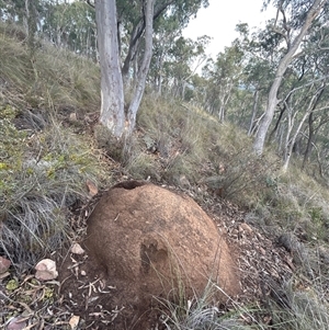 Nasutitermes exitiosus at Acton, ACT - suppressed