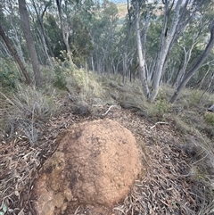 Coptotermes lacteus (Milk Termite) at Acton, ACT - 4 Jun 2024 by DonFletcher