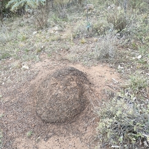 Nasutitermes exitiosus at Kenny, ACT - suppressed