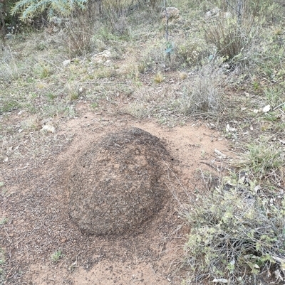 Nasutitermes exitiosus (Snouted termite, Gluegun termite) at Kenny, ACT - 4 Jun 2024 by DonFletcher