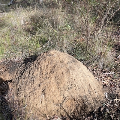 Nasutitermes exitiosus (Snouted termite, Gluegun termite) at Bruce, ACT - 4 Jun 2024 by DonFletcher