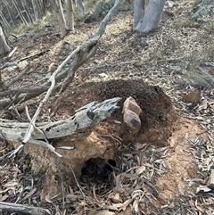 Nasutitermes exitiosus (Snouted termite, Gluegun termite) at Acton, ACT - 4 Jun 2024 by DonFletcher