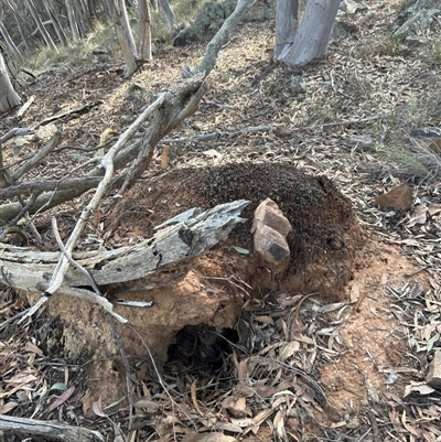 Nasutitermes exitiosus (Snouted termite, Gluegun termite) at Acton, ACT - 4 Jun 2024 by DonFletcher