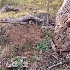 Nasutitermes exitiosus (Snouted termite, Gluegun termite) at Hackett, ACT - 4 Jun 2024 by DonFletcher