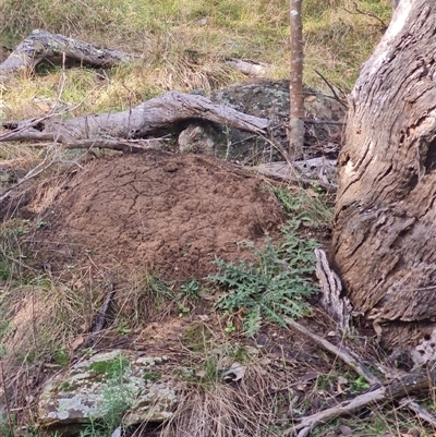 Nasutitermes exitiosus (Snouted termite, Gluegun termite) at Hackett, ACT - 4 Jun 2024 by DonFletcher