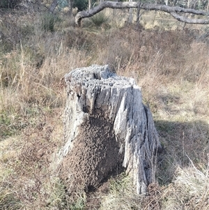 Nasutitermes exitiosus at Campbell, ACT - suppressed