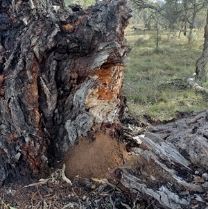 Nasutitermes exitiosus at Campbell, ACT - 4 Jun 2024