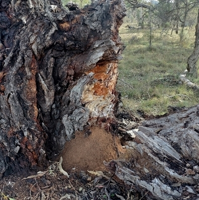 Nasutitermes exitiosus (Snouted termite, Gluegun termite) at Campbell, ACT - 4 Jun 2024 by DonFletcher