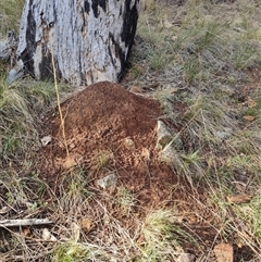 Nasutitermes exitiosus (Snouted termite, Gluegun termite) at Hackett, ACT - 4 Jun 2024 by DonFletcher