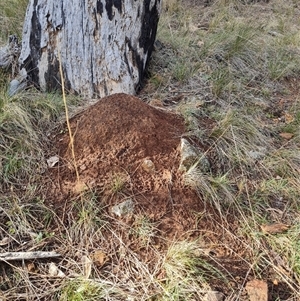 Nasutitermes exitiosus at Hackett, ACT - 4 Jun 2024