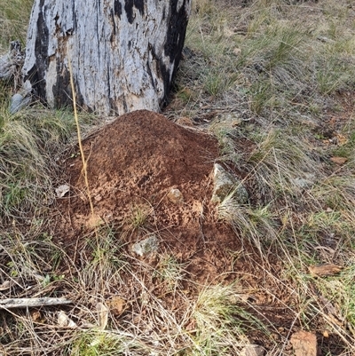 Nasutitermes exitiosus (Snouted termite, Gluegun termite) at Hackett, ACT - 4 Jun 2024 by DonFletcher