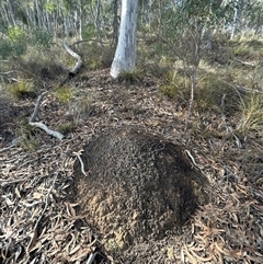 Nasutitermes exitiosus (Snouted termite, Gluegun termite) at Acton, ACT - 4 Jun 2024 by DonFletcher