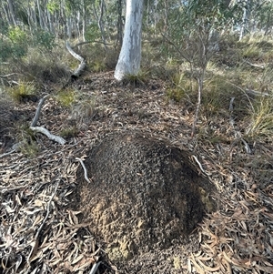 Nasutitermes exitiosus at Acton, ACT - suppressed