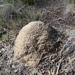 Nasutitermes exitiosus (Snouted termite, Gluegun termite) at Bruce, ACT - 4 Jun 2024 by DonFletcher