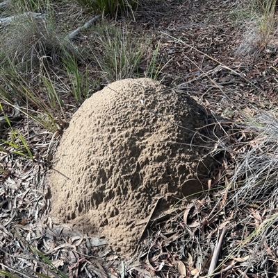 Nasutitermes exitiosus (Snouted termite, Gluegun termite) at Bruce, ACT - 4 Jun 2024 by DonFletcher