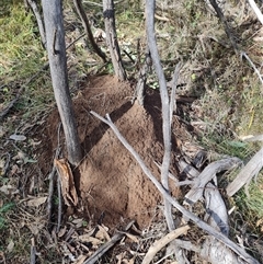 Nasutitermes exitiosus (Snouted termite, Gluegun termite) at Hackett, ACT - 4 Jun 2024 by DonFletcher