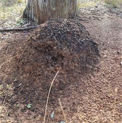 Nasutitermes exitiosus (Snouted termite, Gluegun termite) at Hackett, ACT - 4 Jun 2024 by DonFletcher