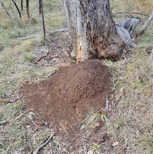 Nasutitermes exitiosus at Hackett, ACT - suppressed