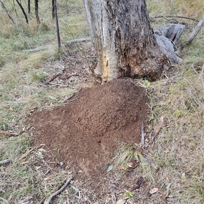 Nasutitermes exitiosus (Snouted termite, Gluegun termite) at Hackett, ACT - 4 Jun 2024 by DonFletcher