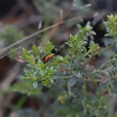 Aporocera (Aporocera) viridis (A leaf beetle) at Booth, ACT - 15 Nov 2024 by JimL