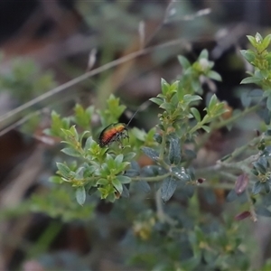 Aporocera (Aporocera) viridis at Booth, ACT - 16 Nov 2024