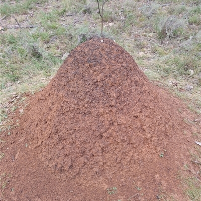 Nasutitermes exitiosus (Snouted termite, Gluegun termite) at Hackett, ACT - 4 Jun 2024 by DonFletcher