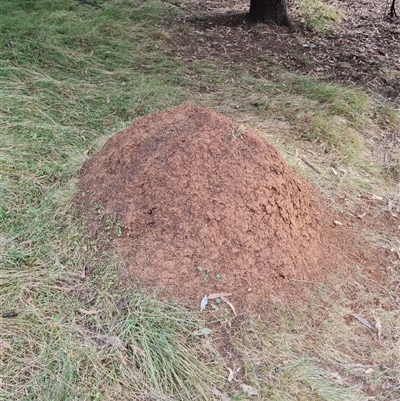 Nasutitermes exitiosus (Snouted termite, Gluegun termite) at Hackett, ACT - 4 Jun 2024 by DonFletcher