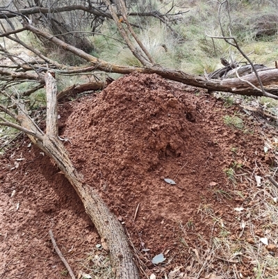 Nasutitermes exitiosus (Snouted termite, Gluegun termite) at Hackett, ACT - 4 Jun 2024 by DonFletcher