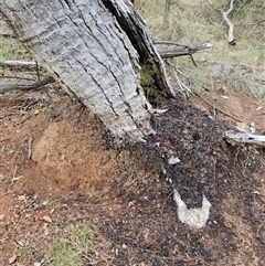 Nasutitermes exitiosus (Snouted termite, Gluegun termite) at Hackett, ACT - 4 Jun 2024 by DonFletcher