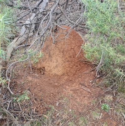 Nasutitermes exitiosus (Snouted termite, Gluegun termite) at Hackett, ACT - 4 Jun 2024 by DonFletcher