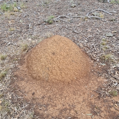 Nasutitermes exitiosus (Snouted termite, Gluegun termite) at Hackett, ACT - 4 Jun 2024 by DonFletcher