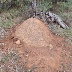 Nasutitermes exitiosus (Snouted termite, Gluegun termite) at Hackett, ACT - 4 Jun 2024 by DonFletcher