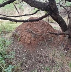 Nasutitermes exitiosus (Snouted termite, Gluegun termite) at Hackett, ACT - 4 Jun 2024 by DonFletcher