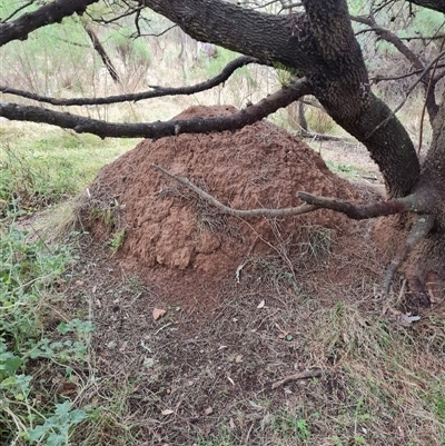 Nasutitermes exitiosus (Snouted termite, Gluegun termite) at Hackett, ACT - 4 Jun 2024 by DonFletcher