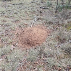 Nasutitermes exitiosus (Snouted termite, Gluegun termite) at Hackett, ACT - 4 Jun 2024 by DonFletcher