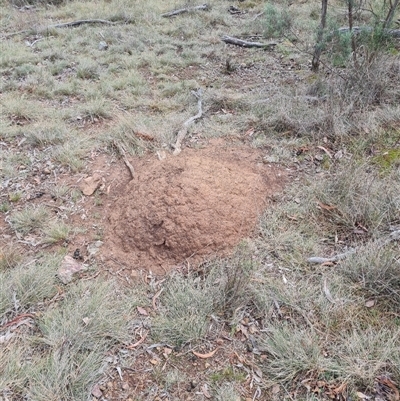 Nasutitermes exitiosus (Snouted termite, Gluegun termite) at Hackett, ACT - 4 Jun 2024 by DonFletcher