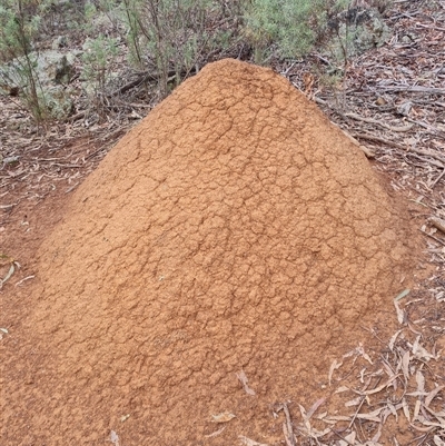 Nasutitermes exitiosus (Snouted termite, Gluegun termite) at Hackett, ACT - 4 Jun 2024 by DonFletcher