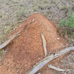 Nasutitermes exitiosus (Snouted termite, Gluegun termite) at Hackett, ACT - 4 Jun 2024 by DonFletcher