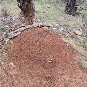 Nasutitermes exitiosus at Hackett, ACT - 4 Jun 2024