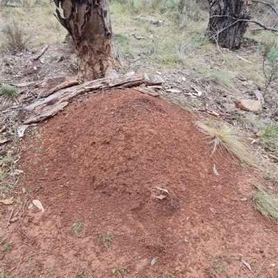 Nasutitermes exitiosus (Snouted termite, Gluegun termite) at Hackett, ACT - 4 Jun 2024 by DonFletcher