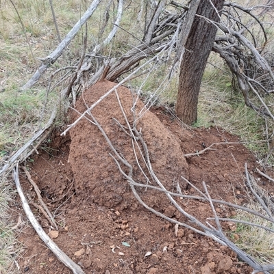 Nasutitermes exitiosus (Snouted termite, Gluegun termite) at Hackett, ACT - 4 Jun 2024 by DonFletcher