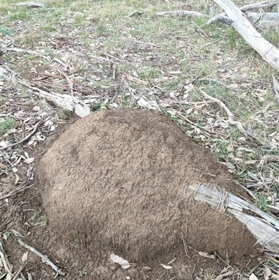 Nasutitermes exitiosus (Snouted termite, Gluegun termite) at Watson, ACT - 4 Jun 2024 by DonFletcher