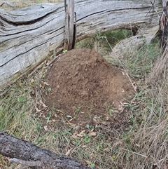 Nasutitermes exitiosus (Snouted termite, Gluegun termite) at Hackett, ACT - 4 Jun 2024 by DonFletcher