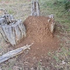 Nasutitermes exitiosus (Snouted termite, Gluegun termite) at Hackett, ACT - 4 Jun 2024 by DonFletcher