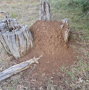 Nasutitermes exitiosus at Hackett, ACT - 4 Jun 2024