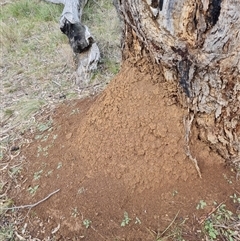 Nasutitermes exitiosus (Snouted termite, Gluegun termite) at Hackett, ACT - 4 Jun 2024 by DonFletcher