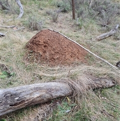 Nasutitermes exitiosus (Snouted termite, Gluegun termite) at Hackett, ACT - 4 Jun 2024 by DonFletcher