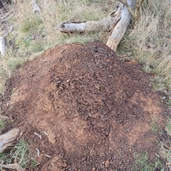 Nasutitermes exitiosus (Snouted termite, Gluegun termite) at Hackett, ACT - 4 Jun 2024 by DonFletcher