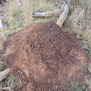 Nasutitermes exitiosus at Hackett, ACT - 4 Jun 2024